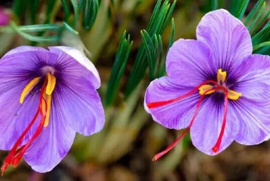 Saffron Si Bunga Yang Kaya Manfaat