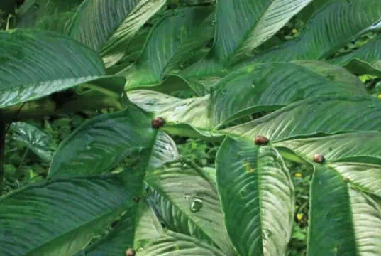 4 Manfaat Tersembunyi Tanaman Porang 4 Manfaat Tersembunyi Tanaman Porang