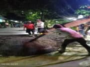 Betonisasi Jalan Utama GIC di Soal, LSM LipanHam Sebut Ada Indikasi Perampokan Berjamaah