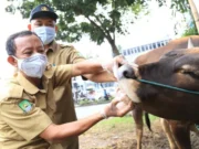 Jelang Idul Adha, DKP Kota Tangerang Periksa Kesehatan Hewan Kurban