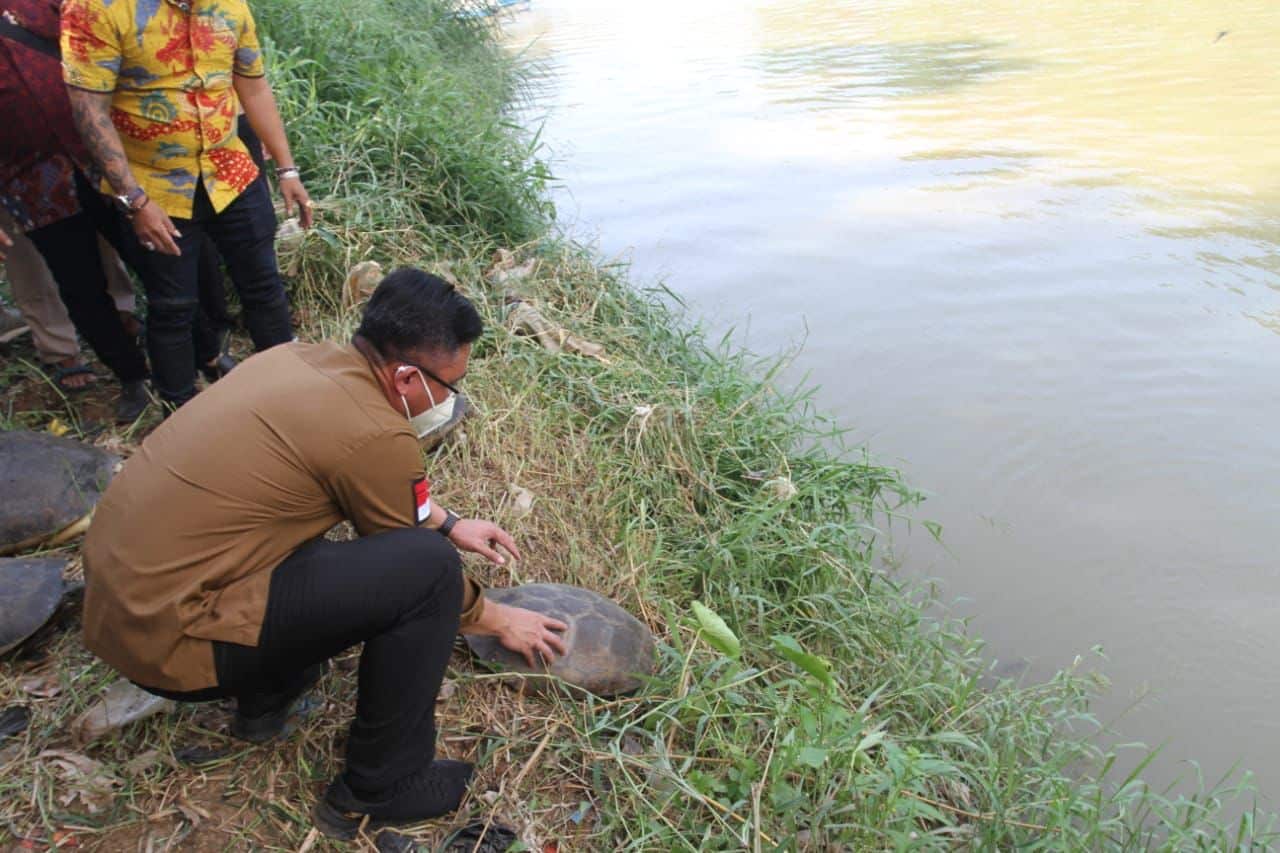 Wakil Gubernur Banten Andika Hazrumy saat melepasliarkan Kura-kura ke sungai Cisadane.