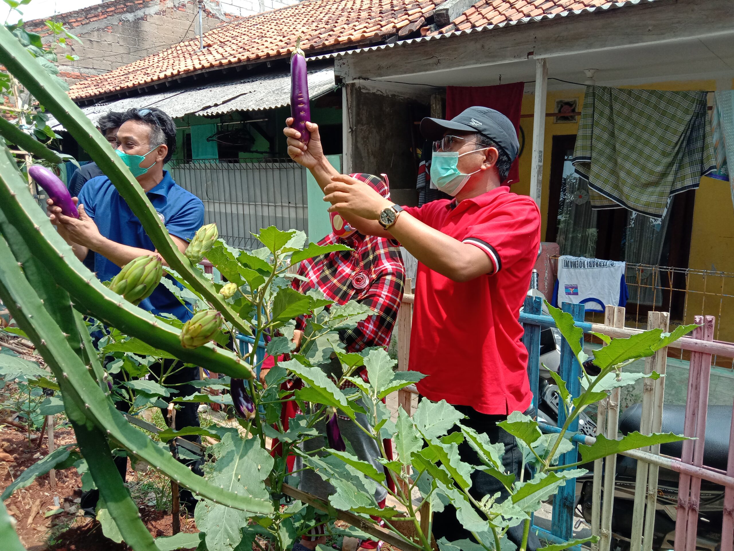 Panen Sayuran KWT dan Berbagi Sembako, PAC PDI Perjuangan Ciledug Resmikan Kantor Baru