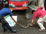 BPBD Kota Tangerang Ingatkan Warga Waspada Ular di Musim Hujan