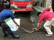 BPBD Kota Tangerang Ingatkan Warga Waspada Ular di Musim Hujan