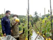 Bupati Serang Ratu Tatu Chasanah ikut melakukan panen buah melon golden alisha di Kampung Gurait, Desa Melati, Kecamatan Waringin.