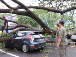 Hujan Lebat dan Angin Kencang Melanda Kota Tangerang, Sejumlah Pohon Tumbang