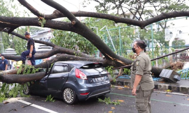 Hujan Lebat dan Angin Kencang Melanda Kota Tangerang, Sejumlah Pohon Tumbang