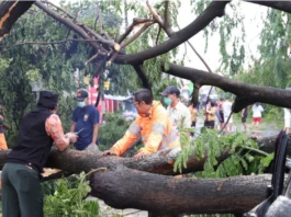 Pohon Tumbang Akibat Angin Kencang dan Hujan di Tangerang, Ini Reaksi Cepat Pemkot