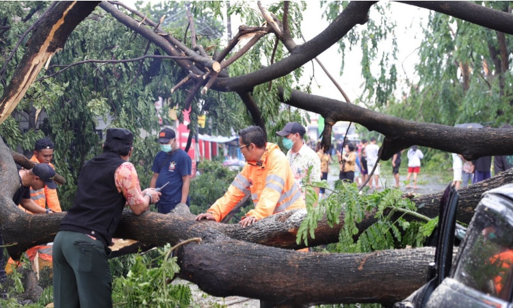 Pohon Tumbang Akibat Angin Kencang dan Hujan di Tangerang, Ini Reaksi Cepat Pemkot