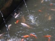 Inspirasi, Budidaya Ikan Dalam Selokan Air di Karang Anyar
