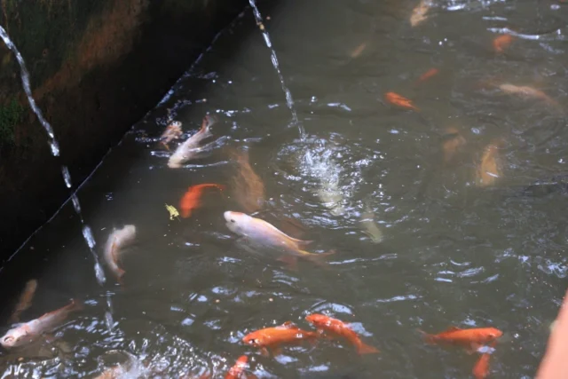 Inspirasi, Budidaya Ikan Dalam Selokan Air di Karang Anyar