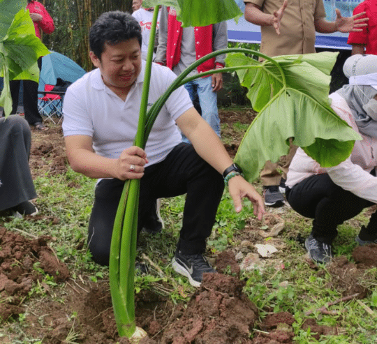 Irvansyah Ketua DPC PDI Perjuangan Kabupaten Tangerang saat menanam pohon talas beneng.