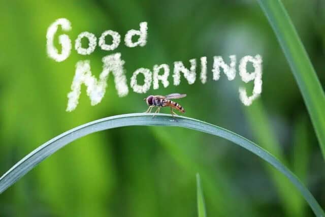 7 Tips menjadi 'Morning Person'