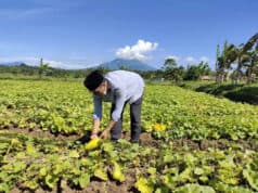 Berkah Petani Timun Suri di Bulan Ramadhan, Jaro Daud: Pemerintah Desa Dukung Pertumbuhan Ekonomi Jaro Daud, Kepala Desa Banjarsari saat memetik Timun Suri, pada Jum'at (08/04/2022).