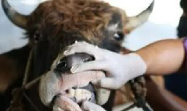 Dari Cipondoh, Penyakit Mulut dan Kuku Ditemukan di 13 Sapi
