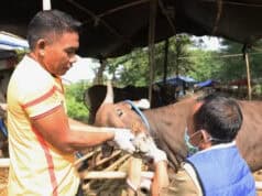 Berikut Panduan Menyembelih Hewan Kurban Bebas Penyakit Mulut dan Kuku Berikut Panduan Menyembelih Hewan Kurban Bebas PMK