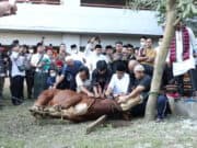 Rayakan Iduladha Benyamin Serahkan Hewan Kurban, Pilar Turun Langsung Ikut Sembelih