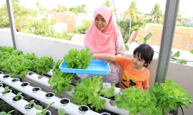 Bertani di Tengah Perkotaan Tak Perlu Biaya Banyak, Simak Disini? Bertani di Tengah Perkotaan Tak Perlu Biaya Banyak, Simak Disini?