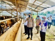 Satuan Tugas PMK saat cek ternak di Kabupaten Pandeglang.