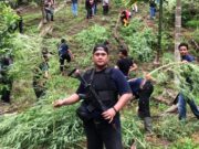 Joss! Buru Tersangka ke Ujung Sumatera, Polda Banten Dapati 3 Hektar Ladang Ganja