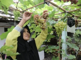 Emak Muda Ini Sukses Berbudidaya Anggur di Teras Rumah Hingga Transfer Ilmu ke Tetangga