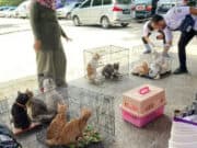 Dinas Pertanian dan Ketahanan Pangan Populasi dan Sterilisasi Kucing Liar