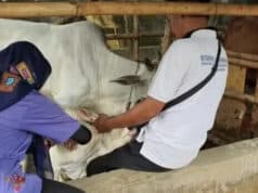 DPKP Cegah Penambahan Kasus LSD pada Sapi di Kabupaten Tangerang DPKP Cegah Penambahan Kasus LSD pada Sapi di Kabupaten Tangerang