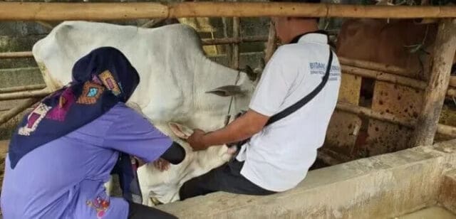 DPKP Cegah Penambahan Kasus LSD pada Sapi di Kabupaten Tangerang