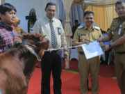 32 Ekor Sapi Qurban dari RSUP Sitanala, Wakil Walikota: Segera Didistribusikan!