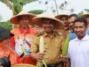 Saat Panen Jagung Ketan, Sachrudin: Rasanya Legit