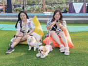Paws Dog Dream Park Summarecon Mall Serpong: Tempat Bermain dengan Anjing Kesayangan