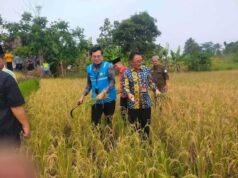 Panen Raya