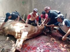 Luar Biasa! H Kholid Ismail Distribusikan 23 Ekor Sapi dan 8 Ekor Kambing Qurban Untuk Warga Luar Biasa! H Kholid Ismail Distribusikan 23 Ekor Sapi dan 8 Ekor Kambing Qurban Untuk Warga