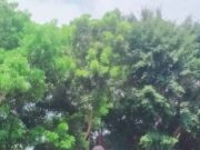 King Badak soroti dugaan tindakan melawan hukum Dana BOS SDN 1 Kertaraharja, pada Senin (10/02/2025).
