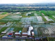 Sawah Menyempit, Produksi Menurun Kedaulatan Pangan Banten Terancam