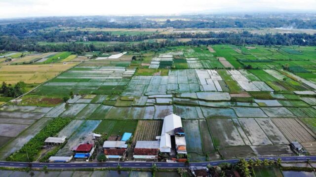 Sawah Menyempit, Produksi Menurun Kedaulatan Pangan Banten Terancam