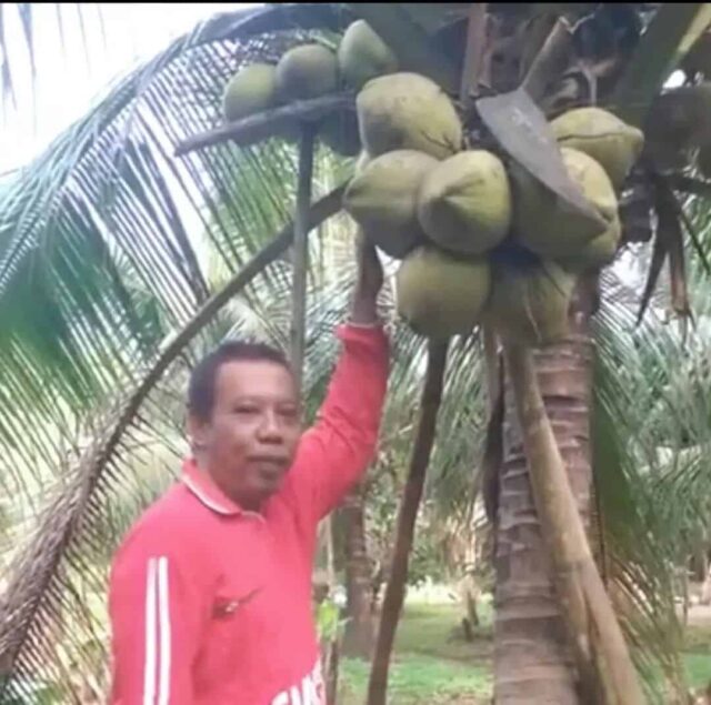 Bisnis Kelapa Kopyor Menjanjikan, Petani di Cikulur Raup Cuan Jutaan Rupiah