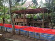 Pokdakan Lanang Agung Kemandirian Ekonomi dari Lele