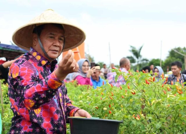 Bupati Tangerang Panen Raya Cabai Ori 212 Bersama Kelompok Tani Berenuk di Kecamatan Legok