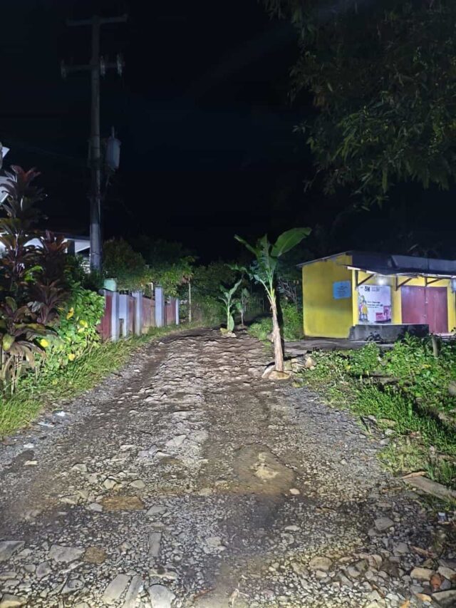 Pohon pisang tumbuh di jalan rusak, Kampung Citeureup, Desa Rahong, Kecamatan Malingping, Kabupaten Lebak, pada Kamis (25/12/2025).