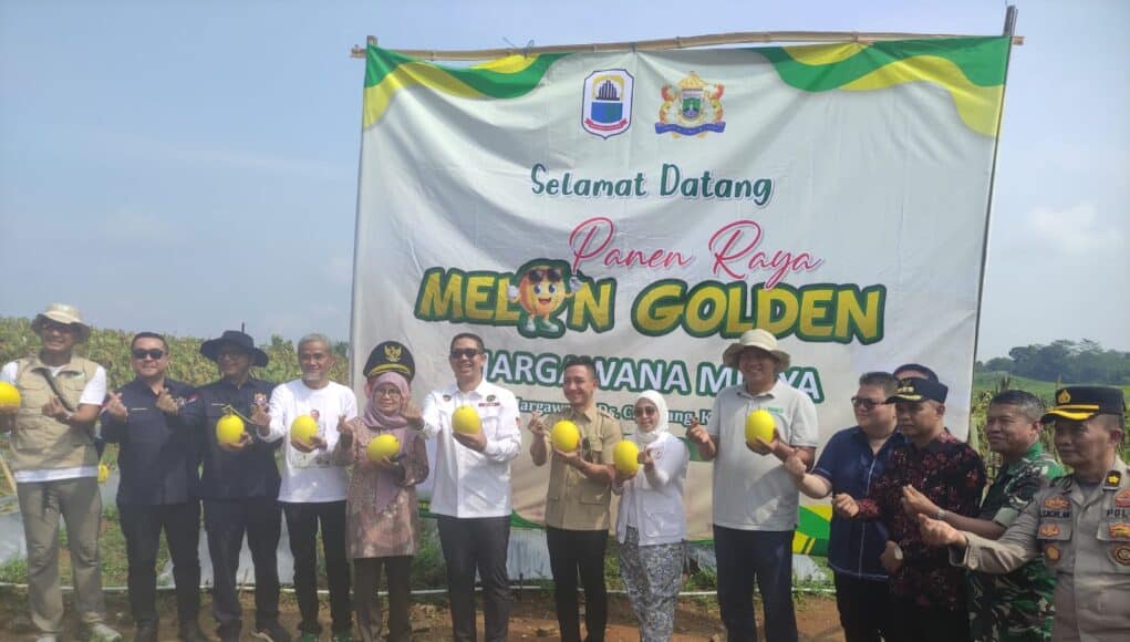 Panen 30 Ton Melon Golden di Kelompok Tani Margawana Mulya, Kecamatan Cileles, Kabupaten Lebak, pada Kamis (14/05/2026).