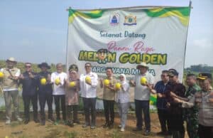 Panen 30 Ton Melon Golden di Kelompok Tani Margawana Mulya, Kecamatan Cileles, Kabupaten Lebak, pada Kamis (14/05/2026).