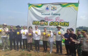 Panen 30 Ton Melon Golden di Kelompok Tani Margawana Mulya, Kecamatan Cileles, Kabupaten Lebak, pada Kamis (14/05/2026).
