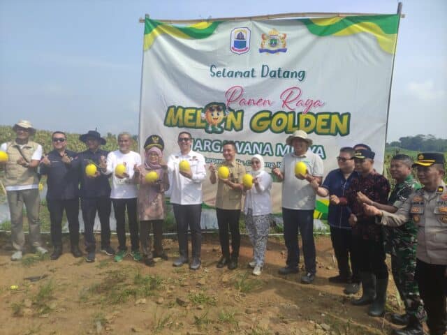 Panen 30 Ton Melon Golden di Kelompok Tani Margawana Mulya, Kecamatan Cileles, Kabupaten Lebak, pada Kamis (14/05/2026).